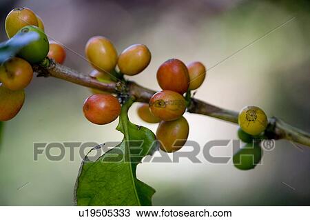 Stock Image - Coffee Plant. Fotosearch