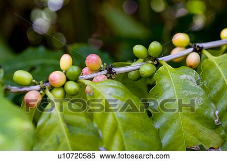 Stock Photography - Coffee Plant. Fotosearch