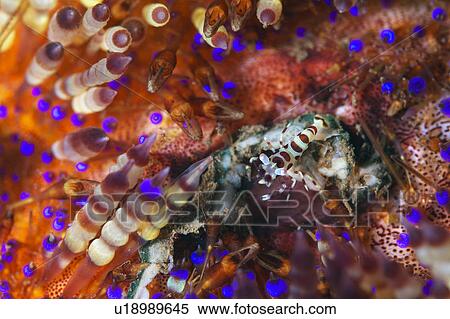 Stock Photography - Coleman Shrimp. Fotosearch