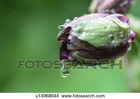 Columbine View Large Photo Image Picture - Columbine. Fotosearch