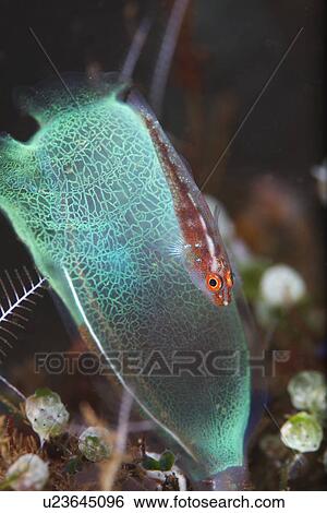 Common Ghost Goby View Large Photo Image Stock Photograph - Common Ghost Goby. Fotosearch