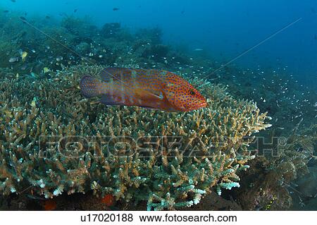 Stock Photo - Coral Blue Spot Rockcod. Fotosearch