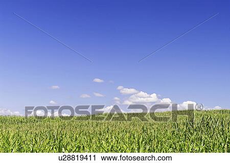 Corn Field View Large Photo Image Stock Image - Corn Field. Fotosearch
