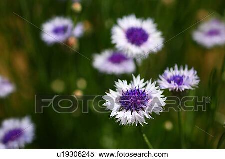 Stock Photography - Cornflowers. Fotosearch