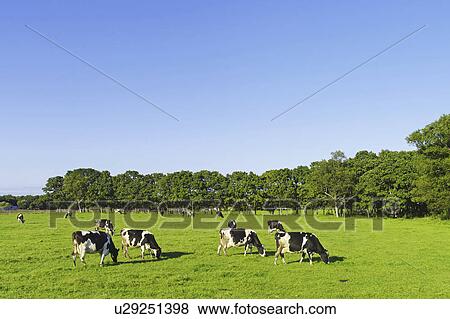 Cows Grazing View Large Photo Image Stock Photo - Cows Grazing. Fotosearch