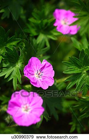 Cranesbill Flowers View Large Photo Image Stock Photo - Cranesbill Flowers. Fotosearch