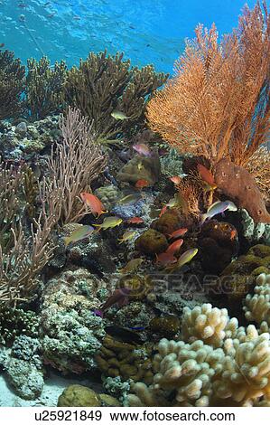 Crimson Seabreams and Sea Fan View Large Photo Image Stock Photo - Crimson Seabreams and Sea Fan. Fotosearch
