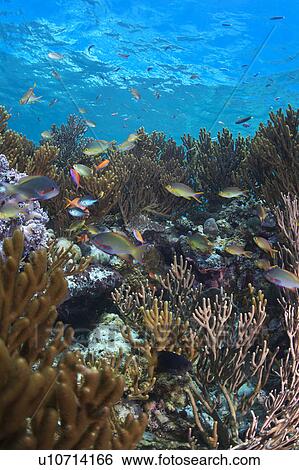 Stock Photograph - Crimson Seabreams and Sea Fans. Fotosearch
