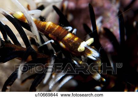 Picture - Crinoid Shrimp. Fotosearch