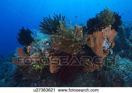 Stock Image - Crinoids. Fotosearch
