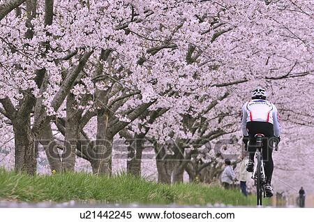 Stock Photography - Cyclist and Cherry Blossom Trees. Fotosearch
