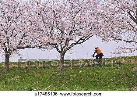 Cyclist Passing Cherry Blossom Trees View Large Photo Image Stock Photograph - Cyclist Passing Cherry Blossom Trees. Fotosearch