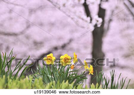 Daffodils and Cherry Blossoms View Large Photo Image Stock Photograph - Daffodils and Cherry Blossoms. Fotosearch