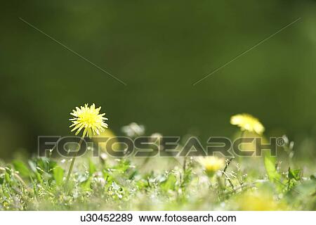 Dandelion Flowers View Large Photo Image Stock Photo - Dandelion Flowers. Fotosearch