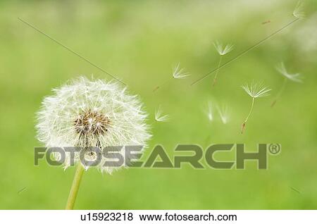 Dandelion Seeds View Large Photo Image Stock Photo - Dandelion Seeds. Fotosearch