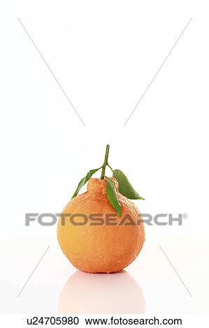 Dekopon View Large Photo Image Stock Image - Dekopon. Fotosearch