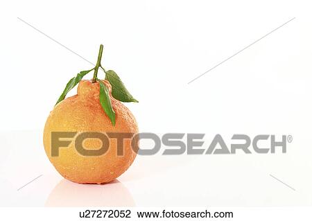 Dekopon View Large Photo Image Stock Image - Dekopon. Fotosearch