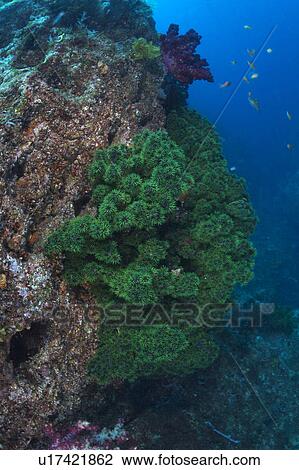 Stock Image - Dendrophyllia Micarantha Coral. Fotosearch