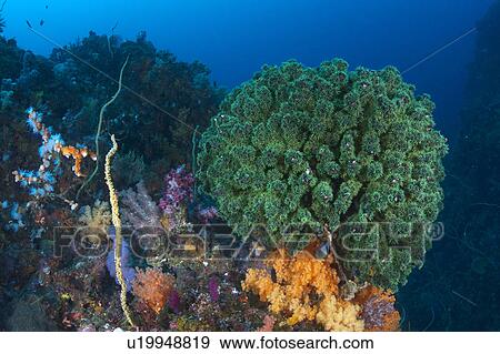 Dendrophyllia Micarantha Coral View Large Photo Image Stock Photo - Dendrophyllia Micarantha Coral. Fotosearch