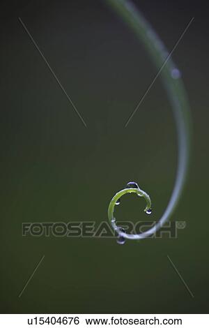 Stock Photograph - Dew drops on ivy. Fotosearch