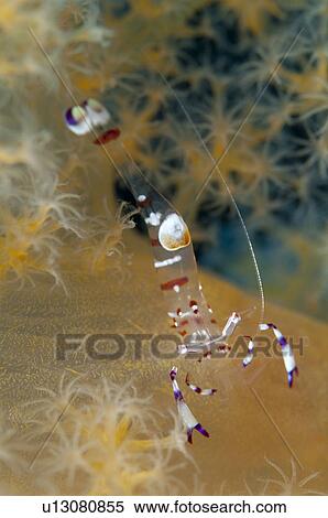 Stock Photography - Dofleinia Shrimp. Fotosearch