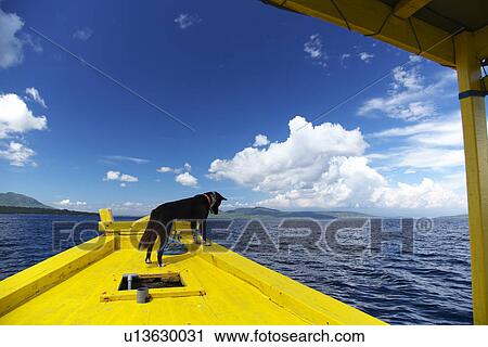 Dog on Boat View Large Photo Image Stock Image - Dog on Boat. Fotosearch