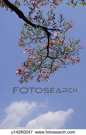 Stock Photo - Dogwood Blossoming. Fotosearch