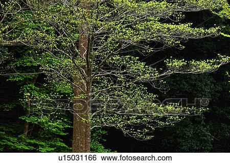 Stock Photograph - Dogwood in Spring. Fotosearch