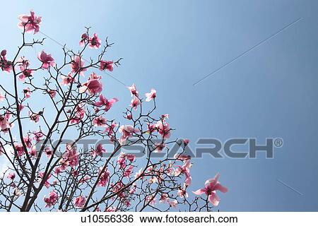 Stock Photograph - Dogwood. Fotosearch