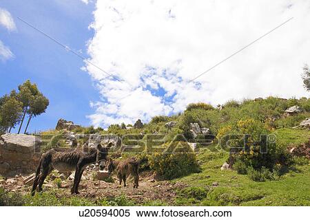 Donkeys at a cliff, Andes, Peru View Large Photo Image Stock Photography - Donkeys at a cliff, Andes, Peru. Fotosearch