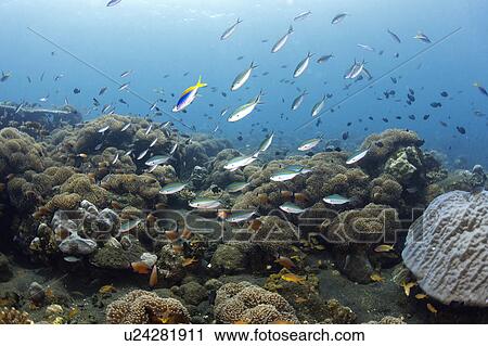 Doublelined Fusiliers and Sea Anemone View Large Photo Image Stock Image - Doublelined Fusiliers and Sea Anemone. Fotosearch