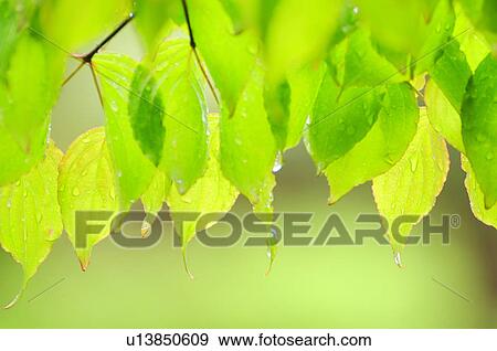 Droplets on Leaves View Large Photo Image Stock Photo - Droplets on Leaves. Fotosearch