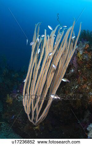Ellisella Plexauroides and Soft Coral View Large Photo Image Stock Image - Ellisella Plexauroides and Soft Coral. Fotosearch