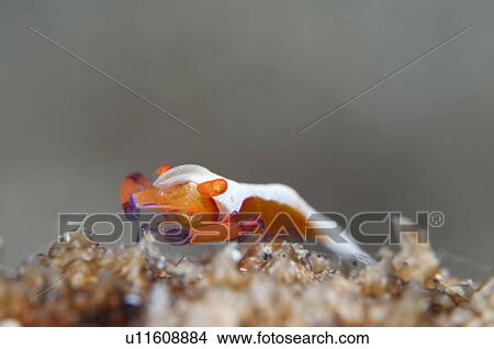 Empereor Shrimp View Large Photo Image Picture - Empereor Shrimp. Fotosearch
