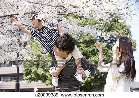 Family of Three Below Cherry Blossom Tree View Large Photo Image Stock Photo - Family of Three Below Cherry Blossom Tree. Fotosearch