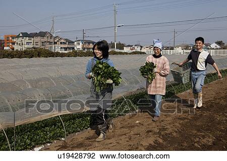 Stock Image - Farm Workers Carrying Spinach. Fotosearch
