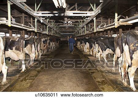 Stock Image - Farmer Walking in Cowshed. Fotosearch