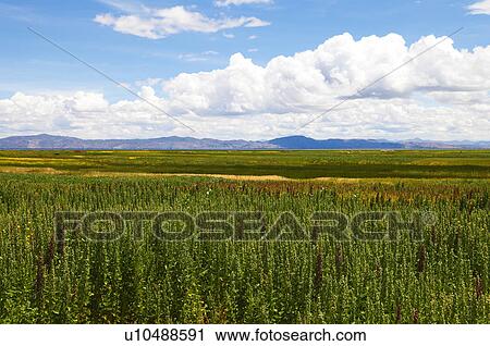 Field and mountain range, Andes, Peru View Large Photo Image Stock Image - Field and mountain range, Andes, Peru. Fotosearch