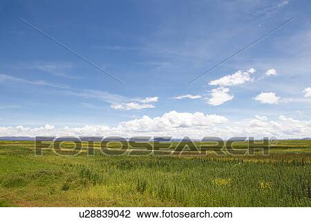 Stock Image - Field and mountain range, Andes, Peru. Fotosearch