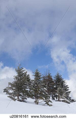 Fir Trees in Snow View Large Photo Image Stock Image - Fir Trees in Snow. Fotosearch