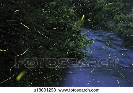 Fireflies View Large Photo Image Stock Image - Fireflies. Fotosearch