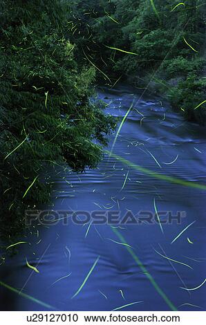 Fireflies View Large Photo Image Stock Image - Fireflies. Fotosearch