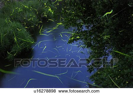 Stock Photo - Fireflies. Fotosearch
