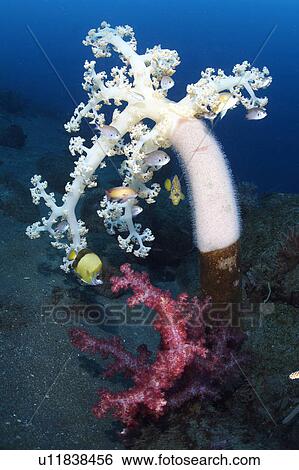 Fish by Soft Coral View Large Photo Image Stock Photograph - Fish by Soft Coral. Fotosearch