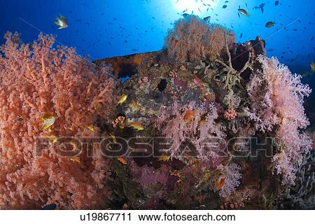 Fish Swimming Near Coral View Large Photo Image Stock Image - Fish Swimming Near Coral. Fotosearch