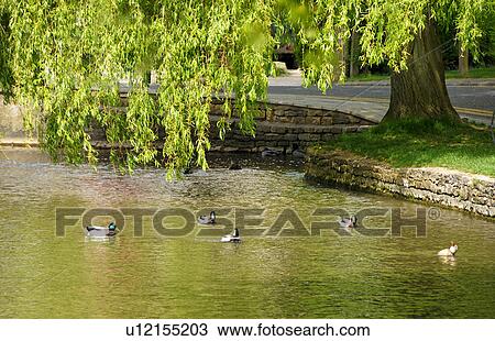 Five Ducks in Pond View Large Photo Image Stock Image - Five Ducks in Pond. Fotosearch