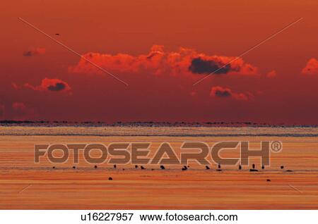 Flock of Birds in Sea at Twilight View Large Photo Image Stock Photo - Flock of Birds in Sea at Twilight. Fotosearch