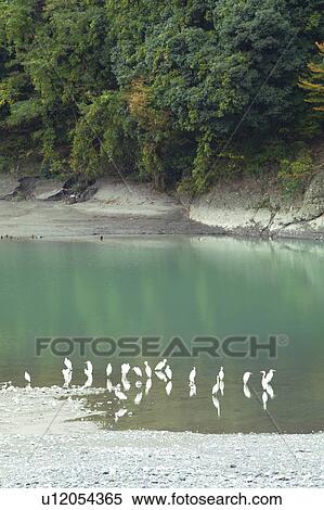 Stock Photography - Flock of Egrets at Pond. Fotosearch