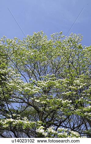 Flowering Dogwood Against Clear Sky View Large Photo Image Stock Image - Flowering Dogwood Against Clear Sky. Fotosearch