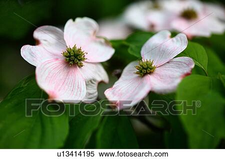 Stock Photography - Flowering Dogwood. Fotosearch